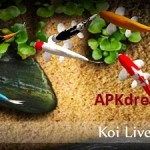 Koi Live Wallpaper v1.9 Apk