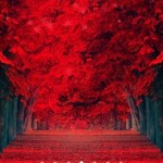 Red Leaves Live Wallpaper