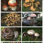Ayres30 | Mushrooming v5.7